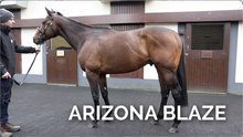 Arizona Blazing A Trail At Irish National Stud