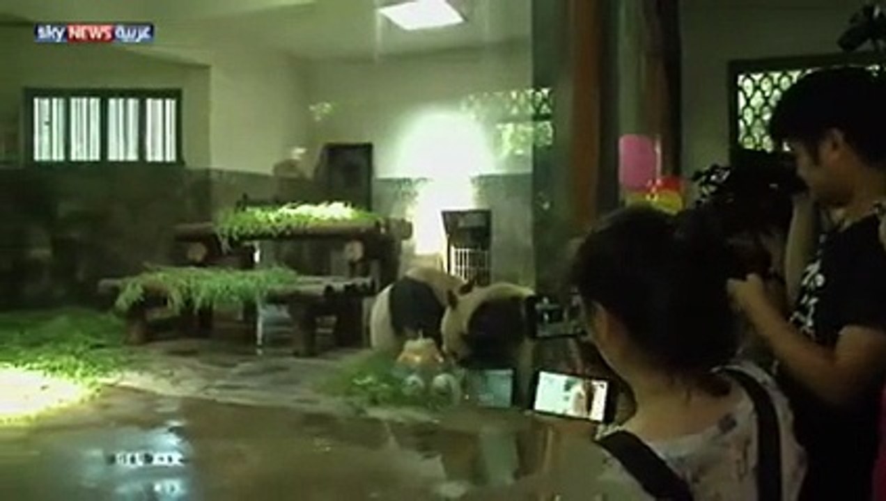 كعكة ثلجية عملاقة .. والاحتفال يخص باندا .. فيديو