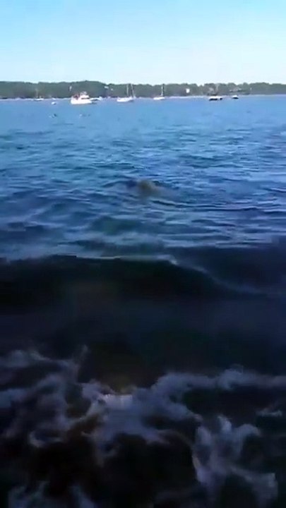 بالفيديو .. كلب ينقذ غزال من الغرق