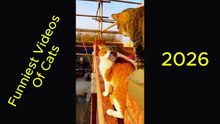 Funny Cats Videos Of Jan 2026 😹 | Try Not To Laugh | Cute & Crazy Cats Compilation