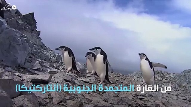 الإمارات تجر جبل جليدي من القارة القطبية لشواطئها لتوفر مياه شرب للملايين