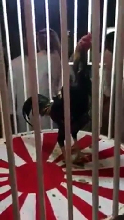 شاهد بالفيديو .. عشرة آلاف ريال والمقابل .. ديك