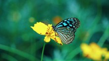 Beautiful Butterfly on Flower