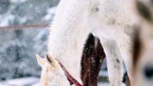 Horses Grazing in Snowy Winter Landscape