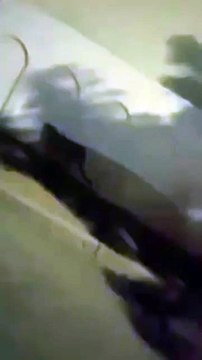 نمر طليق في شوارع المملكة .. فيديو