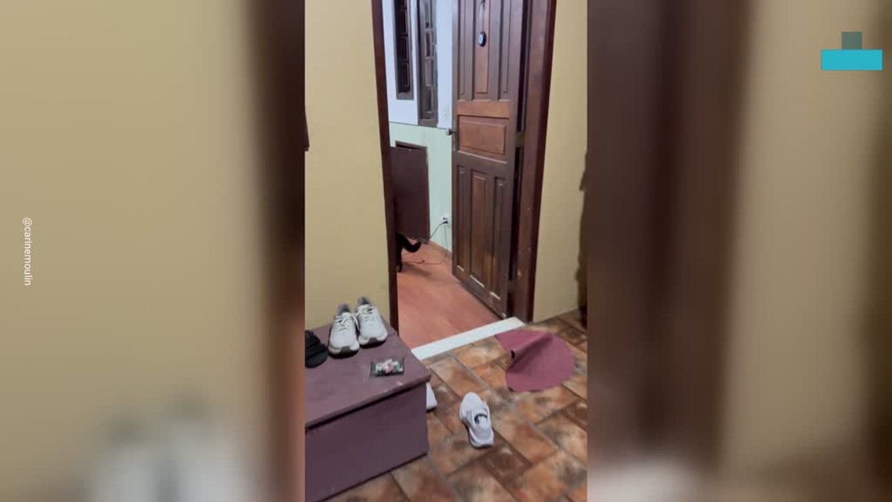 Hilarious Video of Coati Home Invasion