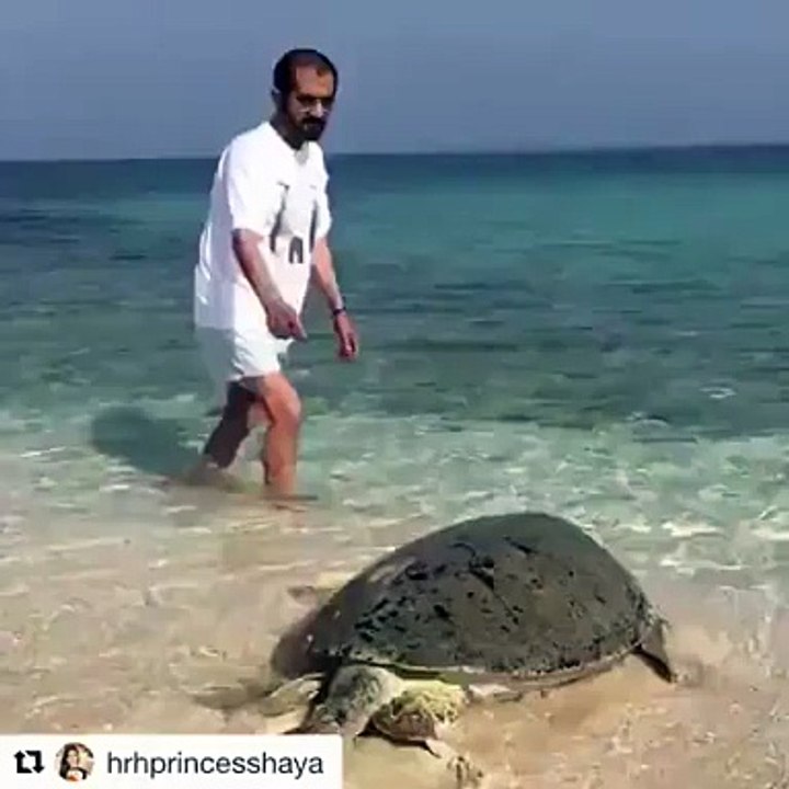 شاهد الشيخ محمد بن راشد وهو يساعد هذه السلحفاة