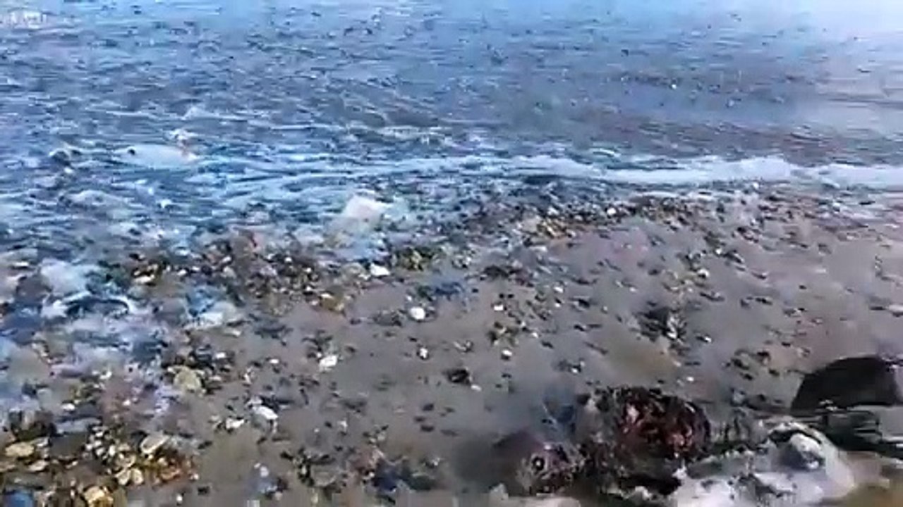 شاهد بالفيديو .. جثمان عروس بحر على أحد الشواطئ يثير الجدل