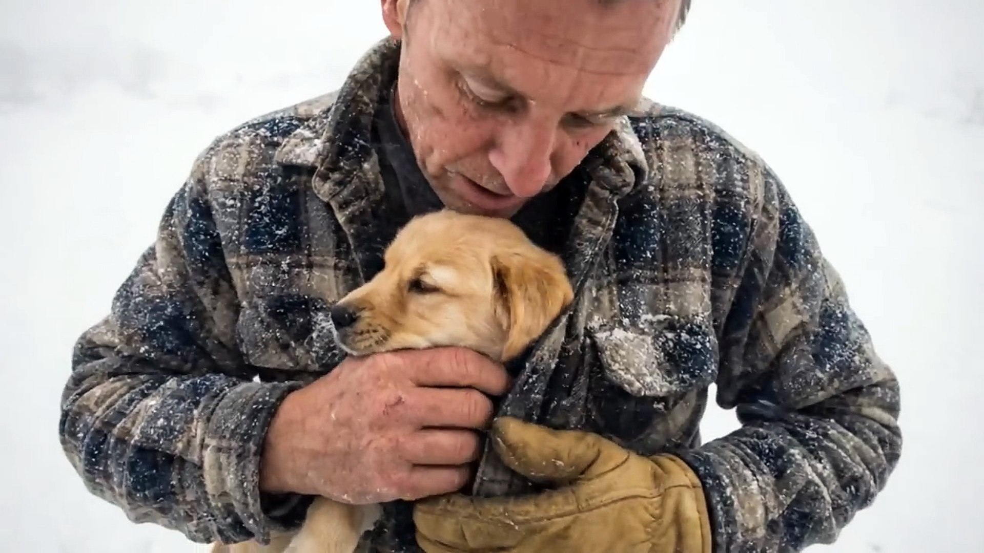 Golden Retriever Mother Braves a Blizzard to Save Her Puppy _ Animal Rescue  Short Film - video Dailymotion