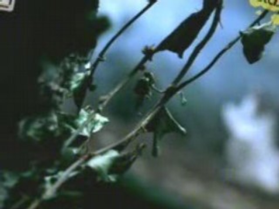 Morandi - Falling Asleep