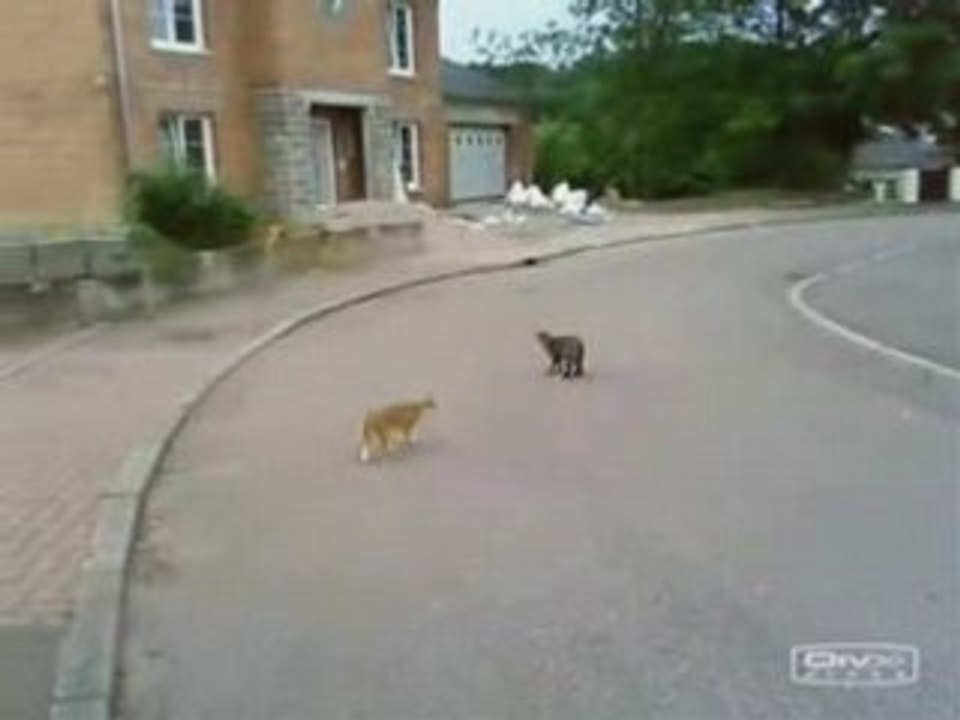 Nina le chat