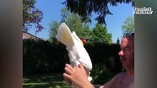 Cute Wild Animals Report - Wild Shorts 6