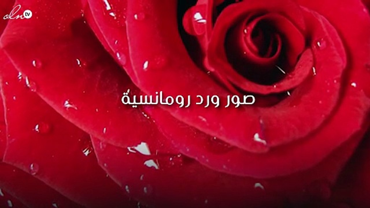 صور ورد رومانسية