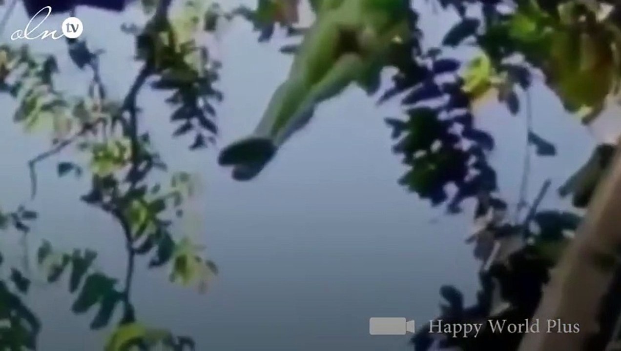 شجرة ثمارها على شكل امرأة شابة ... حيّرت روّاد الانترنت!