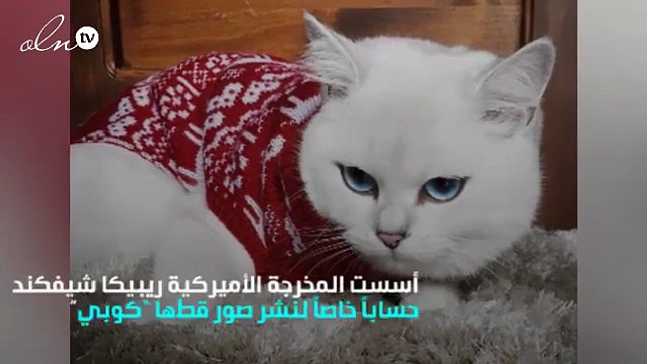 هرّ يشغل مواقع التواصل الإجتماعي ... ويمتلك 340 ألف متابع على انستغرام