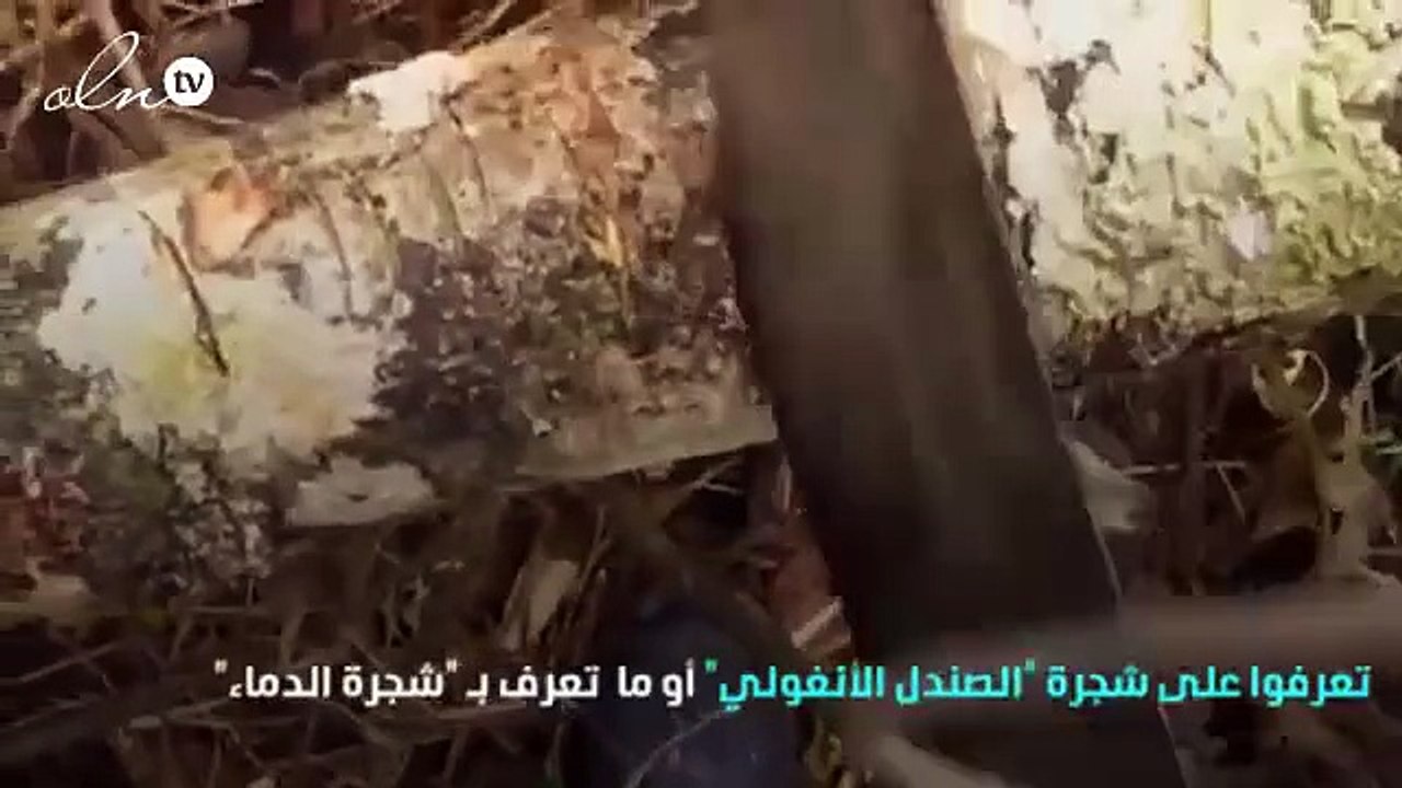 شجرة تنزف الدمّ عند قطعها ... هل هذه خدعة بصرية؟