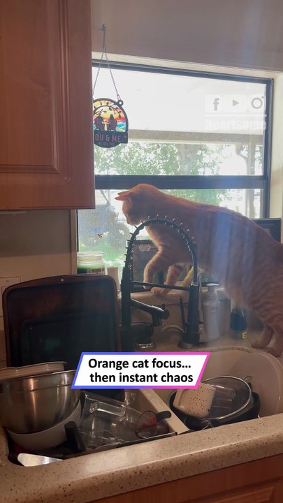 Orange Cat vs Wasp… Chaos Ends With a Shattered Cup 😹🐝|| Heartsome 💖