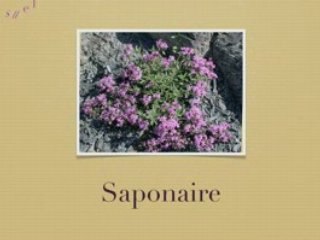 Mon portrait en langage des fleurs