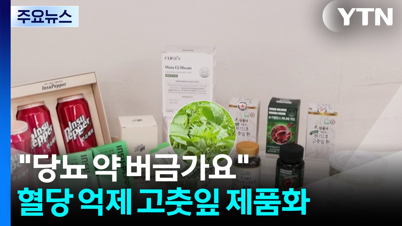 [녹색] "당뇨 약 버금가요"...혈당 억제 고춧잎 제품화 / YTN