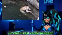 Un chien chinois a montré un exemple de la manière d’échapper à une attention excessive.