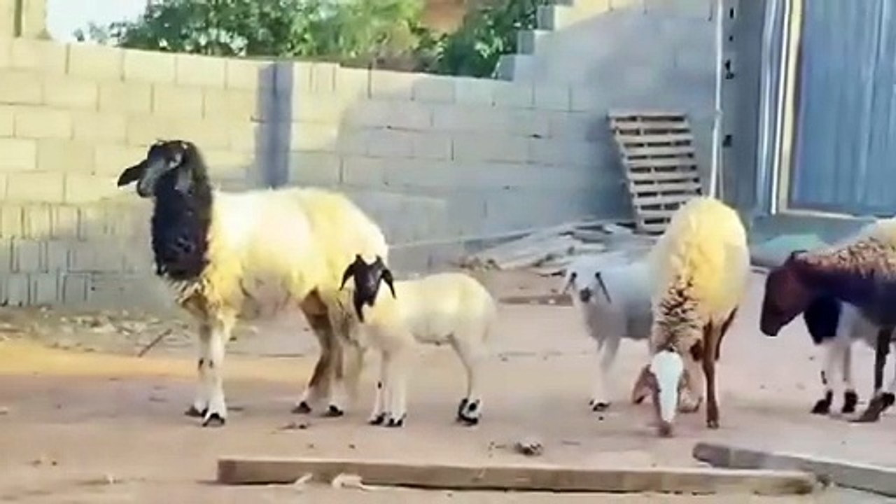 Watch this adorable sheep enjoying farm life. So cute and peaceful! 🌾 #sheep #cutesheep #farmlife #animals #shorts