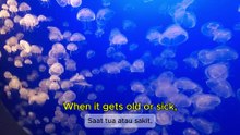 The Secret to Eternal Life: The Immortal Jellyfish | Rahasia Hidup Abadi: Ubur-ubur Turritopsis Dohrnii