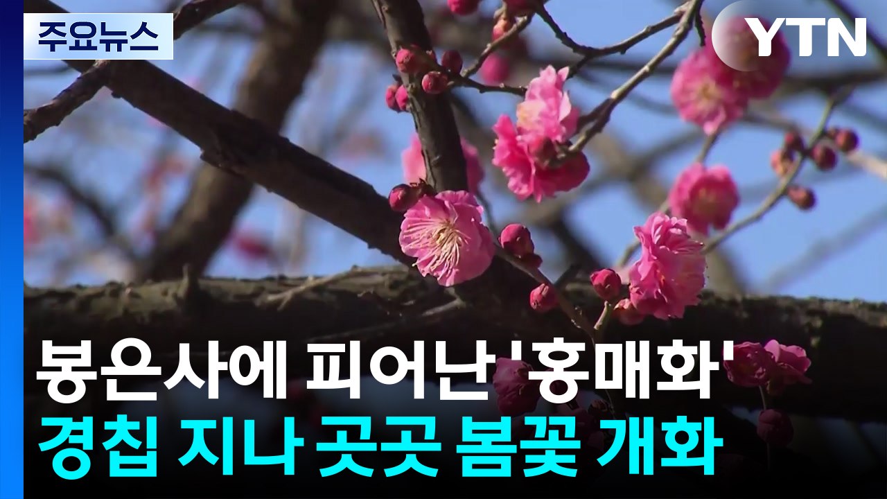 봄의 전령 '홍매화' 활짝...도심 속 사찰에 발길 이어져 / YTN