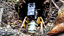 Tiny Spy: Discovering the Hidden World Underground 🐜📸