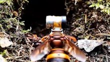 Inside the Secret Underground Hornet Empire 🐝📹