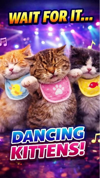 Cute Kittens Dancing in Bibs | Funny Cat Dance Video