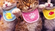 Cute Kittens Dancing in Bibs | Funny Cat Dance Video