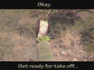 Red-Tailed Hawk Pair Returns - Up Close and Hunting