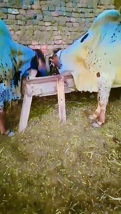 Two gulabi bull