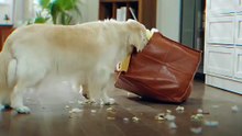 🐶 IntoFlow Lick Pad – Calm, Happy & Engaged Dog Time ✨