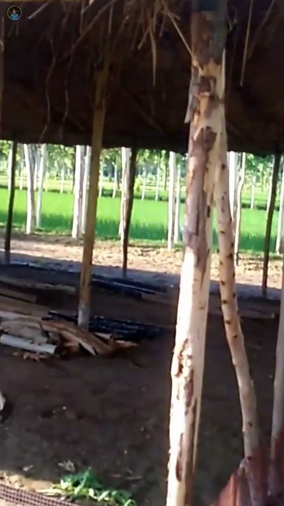 poultry form Banane se pahle | low cost layer poultry farm | desi murgi palan kaise karen