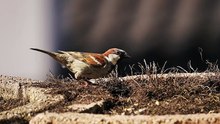 House Sparrow