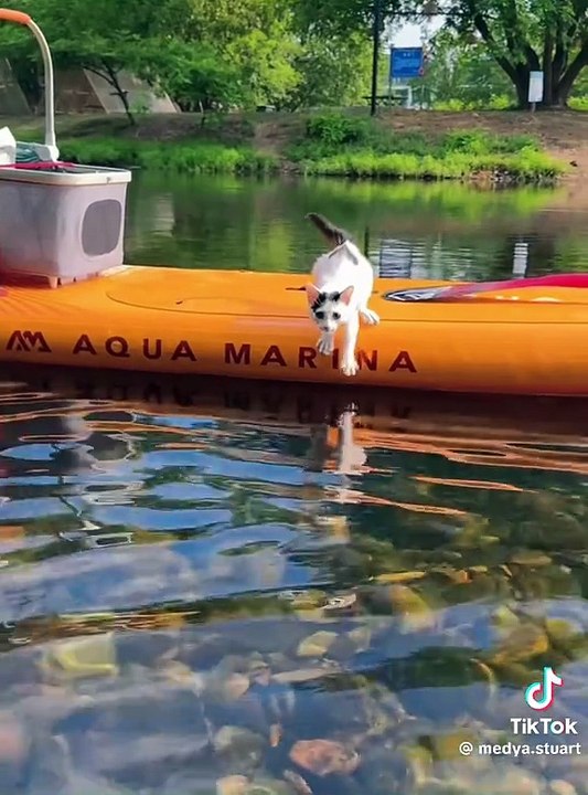 Katzen die das Wasser lieben