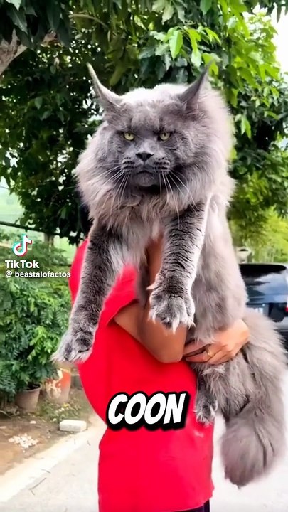 Die größten Katzen der Welt