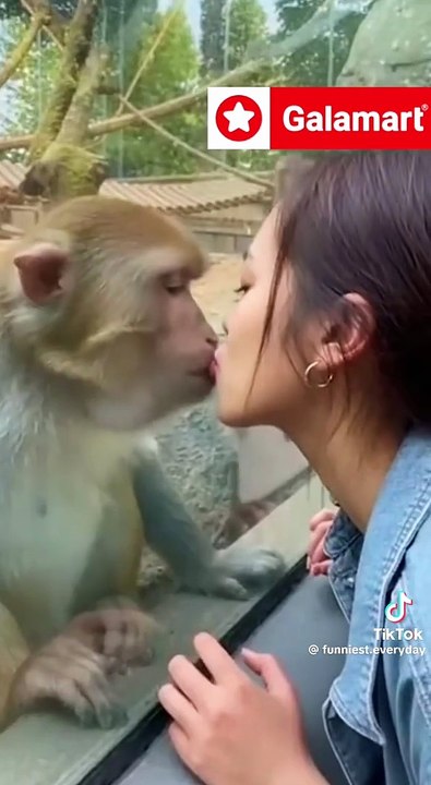 Eifersüchtige Affen