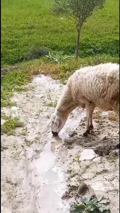 My Farm Life Review Today. pet & farm life