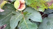 This #fig has an exquisite taste.