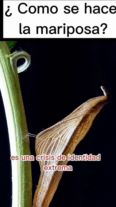 ¿Cómo el nacimiento de la mariposa?