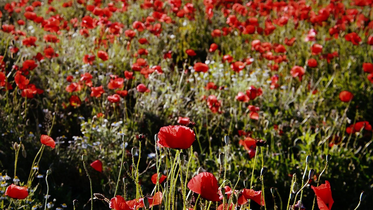 Field of Red Poppies