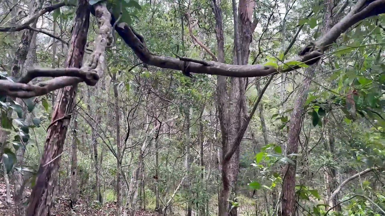 Forest track 02