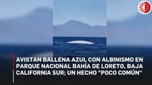 Captan en Loreto a ballena azul con albinismo, una condición genética rara en cetáceos
