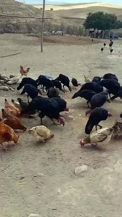 My Farm Baby Chicks Growing Fast! 🐣 Amazing Farm Life