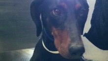 Doberman family needs help!