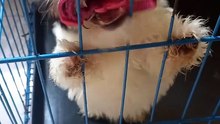 Shih tzu likes to chew collar