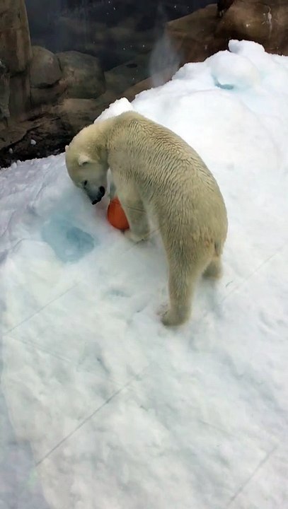 Polar Bear Yume Playing on the Snow Mountain