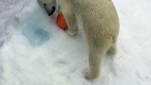Polar Bear Yume Playing on the Snow Mountain